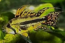 Apistogramma cacatuoides Cacadu
